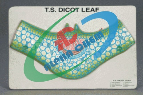 Dicot Leaf T.S