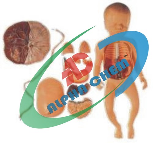 Fetus with Viscera and Placenta Manikin