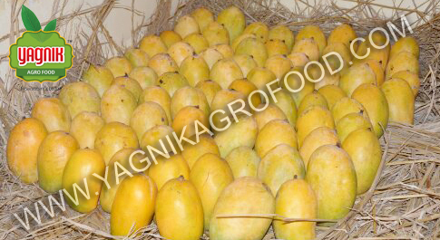 Kesar Mango