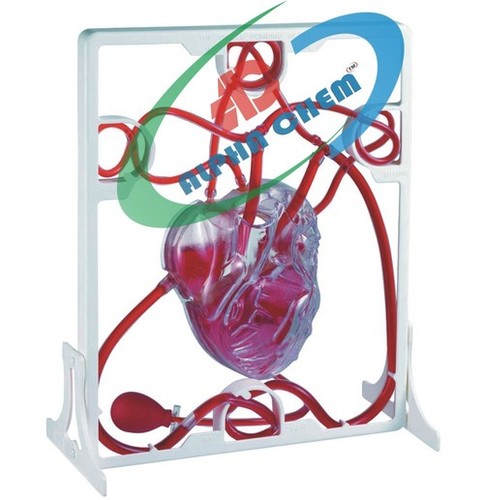Pumping Heart Model