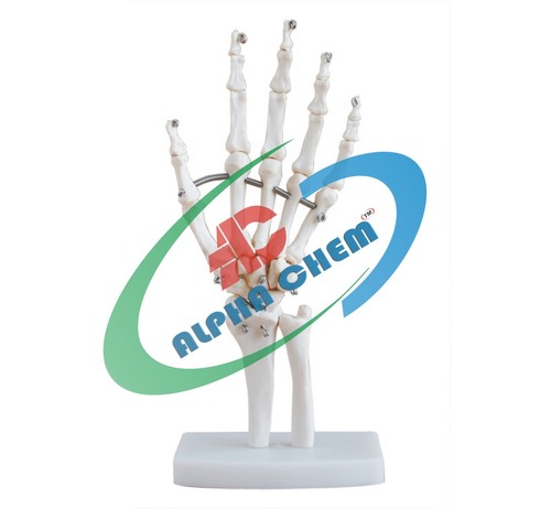 Hand Joint Model - PVC Plastic, Natural Size, White | Anatomical Detail, Demonstrates Hand Functions