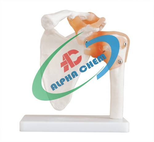 Shoulder Joint Model