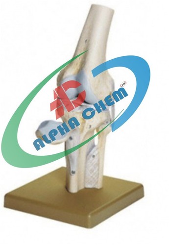 Knee Joint Model