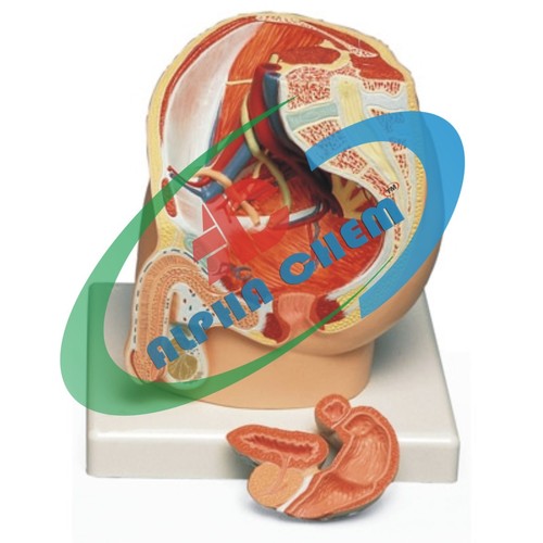 Male Pelvis Model