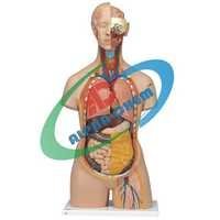 Unisex Torso Model