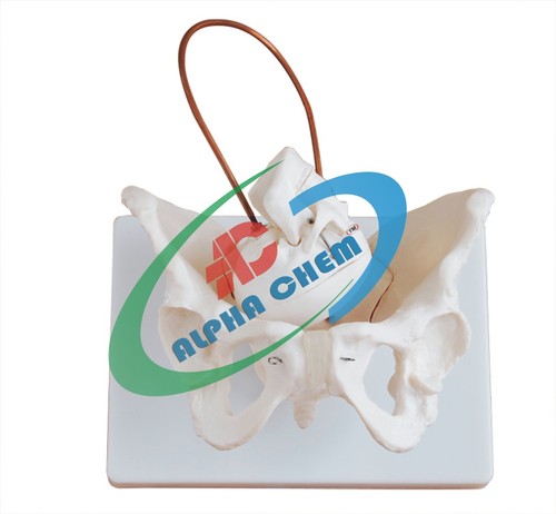 Birth Demonstration Model