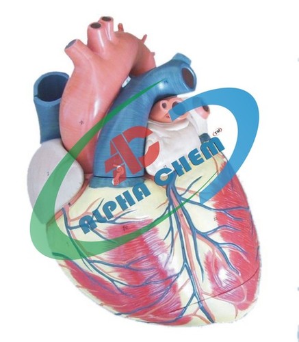 Jumbo Heart Model - PVC Material, 3x Life Size, Red | 3 Parts, Detailed Anatomy, Numbered Key, Cardiac Valves