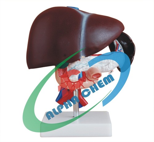 Liver Pancreas & Duodenum Model