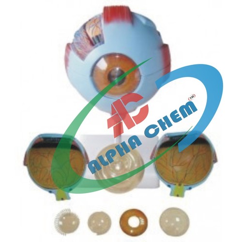 Giant Eye Model - PVC Plastic, 6x Enlarged, Light Blue | Detailed Anatomy, Mounted Stand, Educational Tool