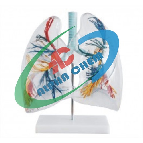 Lungs Segment Transparent Model - PVC Plastic, 2x Enlarged, Clear | Detailed Bronchial Tree, Anatomical Educational Tool