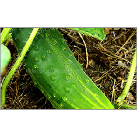 Fresh Cucumber