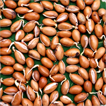 Brown Mahua Seeds