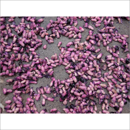 Jamun Seeds