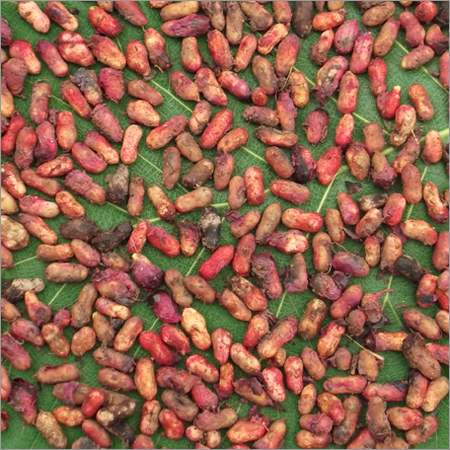 Natural Jamun Seeds By DEWARK AGRO FOREST PVT. LTD.