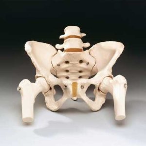 PELVIS MODEL - Flexible Plastic Material Life Size Male Design Off-White Color | Anatomical Detail Magnetic Fasteners Two Halves