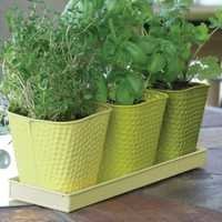 Herb Garden Set