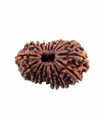 IGL Certified 16 Face (16 Mukhi) Original Nepali Rudraksha Bead