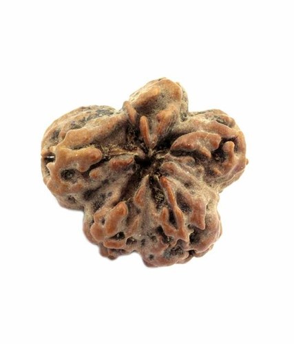 GEM RUDRAKSH TESTING LAB Tested Nirmukhi Nepali Rudrakha