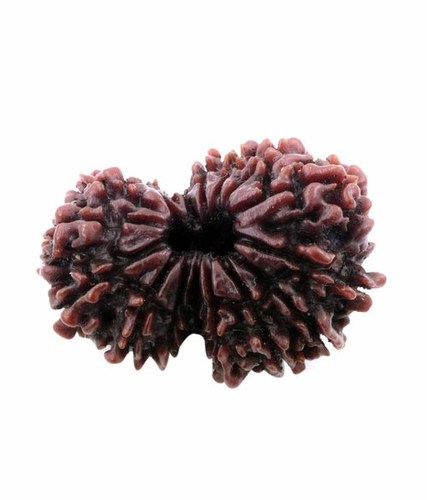 04.970 Gms Certified Gauri Shakar Rudraksha Bead-100% Original
