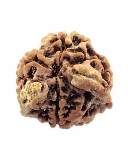 Original and Certified Nepali Natural 4 Mukhi Double Ganesh Rudraksha