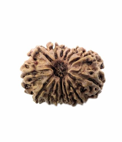 Certified Fourteen Mukhi Nepali Rudraksha Bead - Natural Seed, 26.22x20.69x17 mm, 2.947 Gms | Spiritual Growth, Sixth Sense, Protection, Prosperity