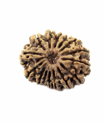 Natural Certified 15 Mukhi Original Nepali Rudraksha Bead-02.43 Gms