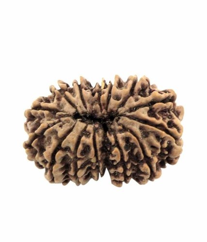 Certified Fourteen Mukhi (14 Face)Nepali Rudraksha Bead - 04.390 Gms