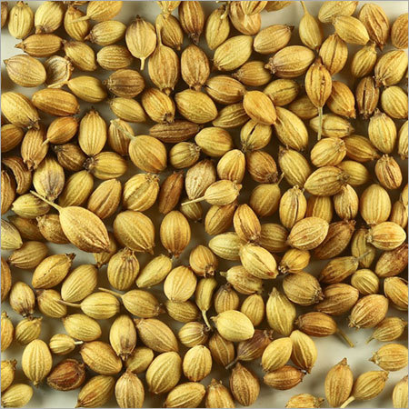 Coriander Seeds By S. S. AGRI IMPEX