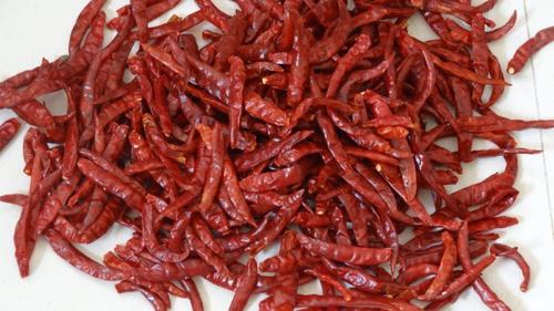 Teja chili Teja chili