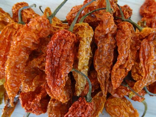 Bhut Jolokia Chilli Bhut Jolokia Chilli