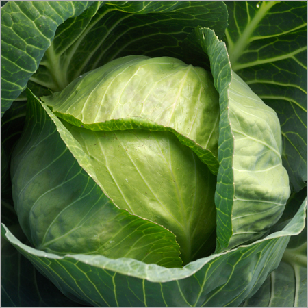 Hybrid Cabbage
