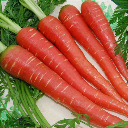 Hybrid Carrot