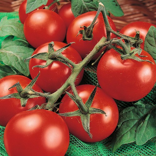 Hybrid Tomatoes
