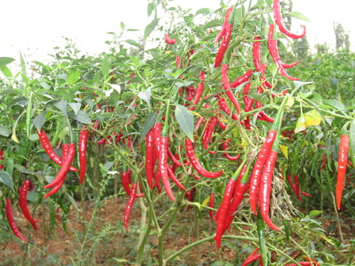 Hybrid Chillies