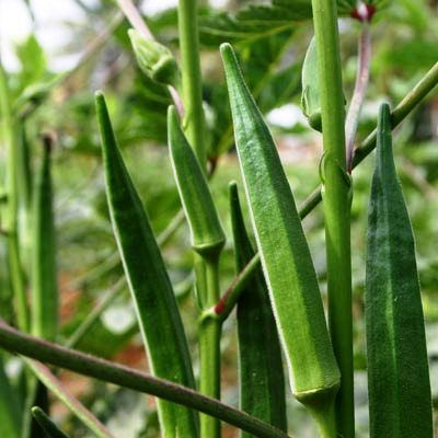 Hybrid Bhindi