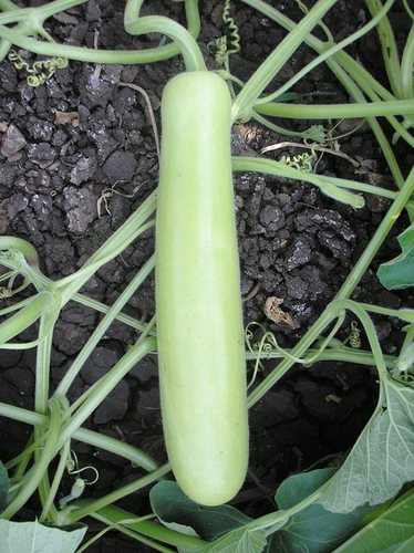 Hybrid Bottle gourd