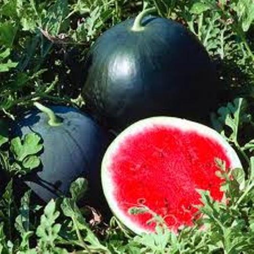 Hybrid Water Melon
