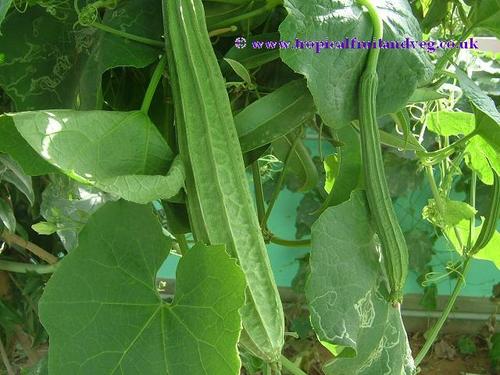 Hybrid Rid gourd