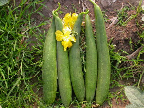 Hybrid Sponge Gourd