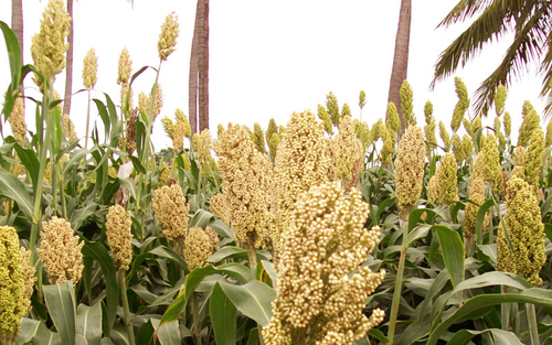 Hybrid S.S.G (JOWAR)