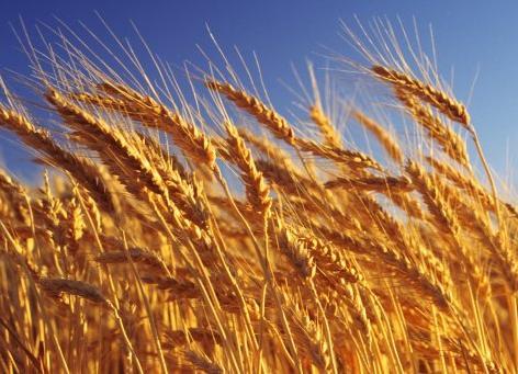 Hybrid Wheat