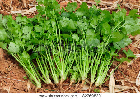 Hybrid Coriander