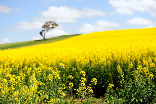 Field/Vegetable/Oil Crops Demo