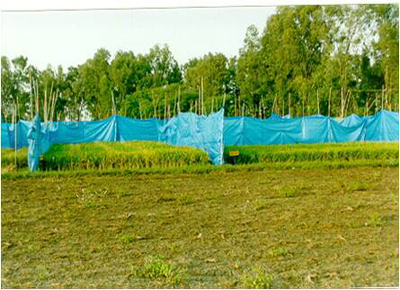 Production Fields