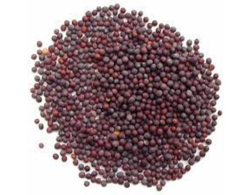Black Mustard