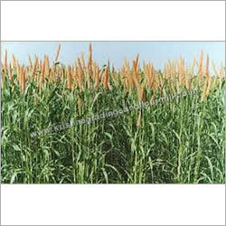 Agriculture Bajra Agriculture Bajra