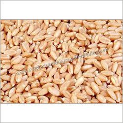 Wheat Seeds Wheat Seeds