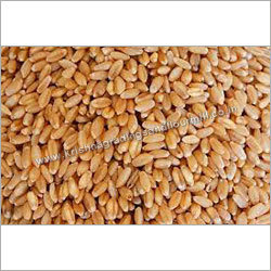 Certified Wheat Seed