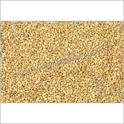 Organic Wheat Seeds