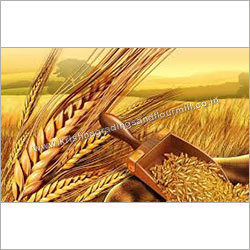 Wheat